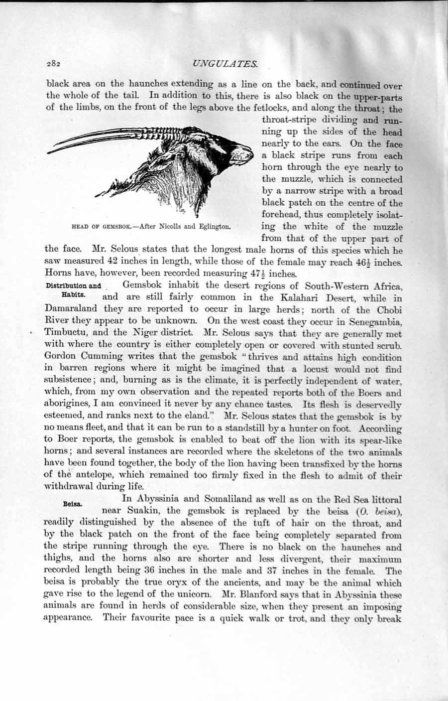 Original Old Antique Print Natural History 1894 Head Gemsbok Ungulates 19th
