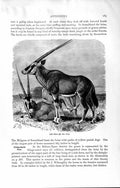 Original Old Antique Print Beisa Sable Horned Antelope Natural History 1894