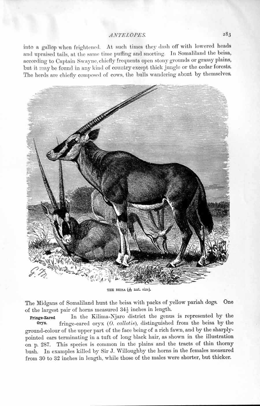 Original Old Antique Print Beisa Sable Horned Antelope Natural History 1894