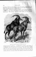 Old Antique Print Sable Antelope Roan Zambesi Africa Natural History 1894 19th