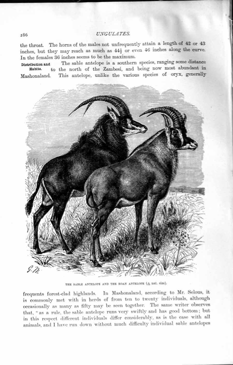 Old Antique Print Sable Antelope Roan Zambesi Africa Natural History 1894 19th