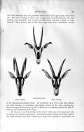Old Antique Print Natural History 1894 Sable Antelope Fringe-Eared Oryx 19th