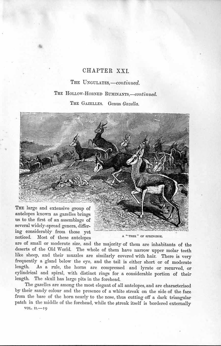 Old Antique Print Natural History 1894 Trek Springbok Head Gazelle Animal 19th