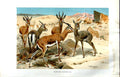 Original Old Antique Print Natural History 1894 Dorcas Gazelle Antlers Colour