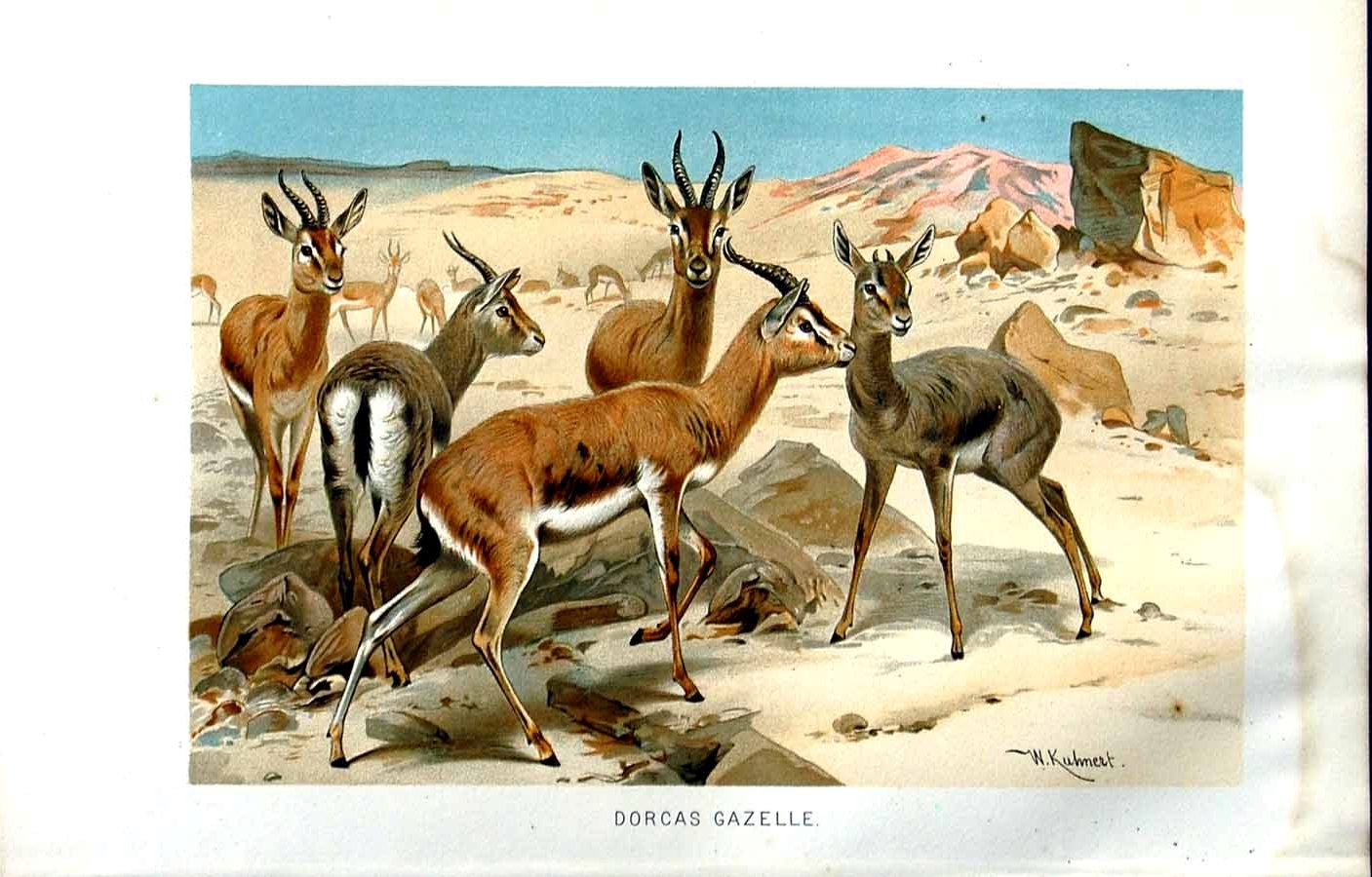 Original Old Antique Print Natural History 1894 Dorcas Gazelle Antlers Colour