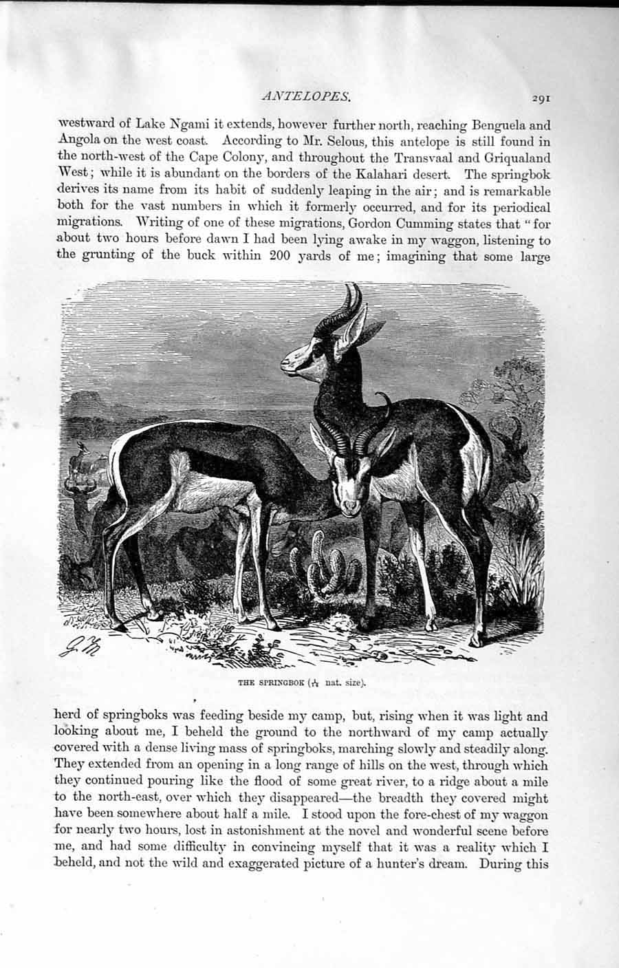 Old Antique Print Natural History 1894 Springbok Dorcas Gazelle Ungulates 19th