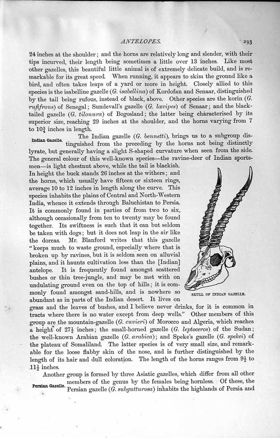 Original Old Antique Print Natural History 1894 Skull Indian Gazelle Antelope
