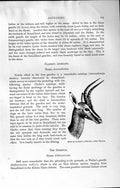 Original Old Antique Print Natural History 1894 Head Clarke Antelope Gerenuk