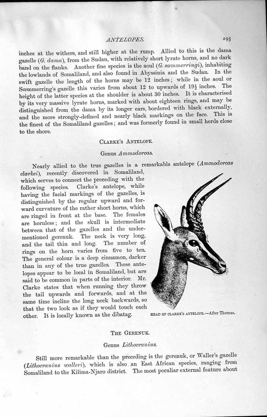 Original Old Antique Print Natural History 1894 Head Clarke Antelope Gerenuk