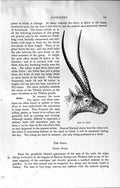Original Old Antique Print Natural History 1894 Head Chiru Saiga Ungulates 19th