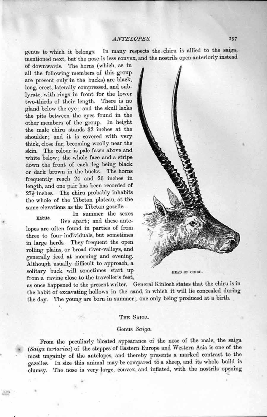 Original Old Antique Print Natural History 1894 Head Chiru Saiga Ungulates 19th
