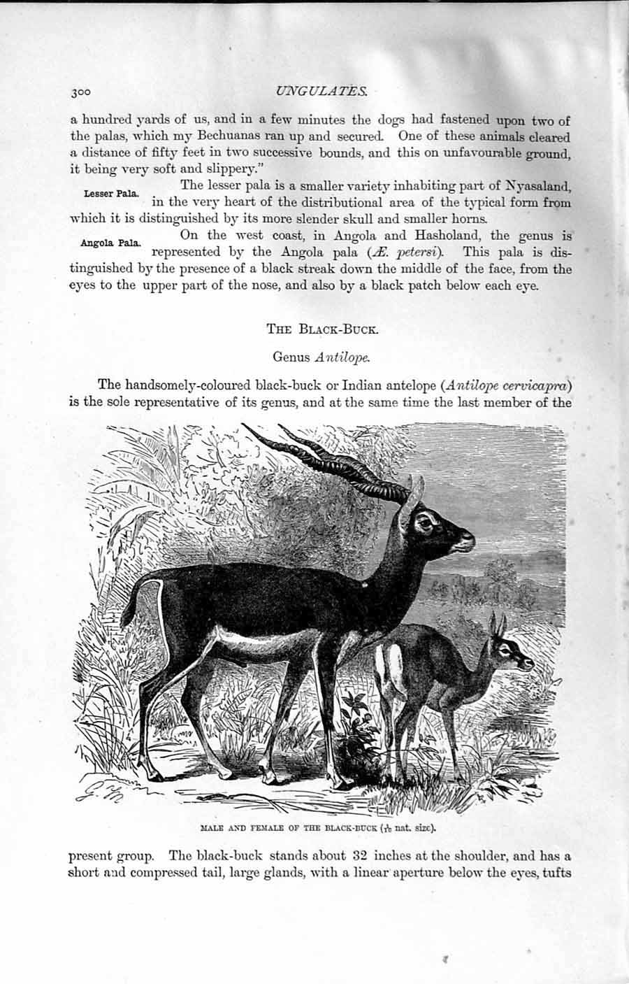 Original Old Antique Print Natural History 1894 Male Female Black-Buck Antelope