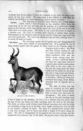 Original Old Antique Print Natural History 1894 Puku Africa Vardoni Wild Animal