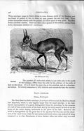 Original Old Antique Print Natural History 1894 Oribi Wild Animal Africa 19th