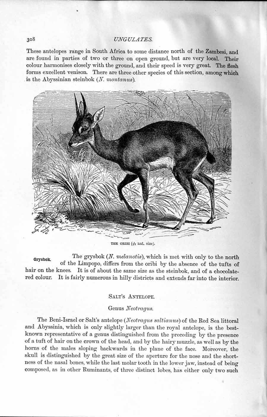 Original Old Antique Print Natural History 1894 Oribi Wild Animal Africa 19th