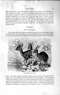 Original Old Antique Print Natural History 1894 Duikerbok Genus Cephalophus