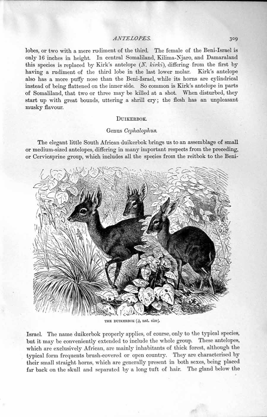 Original Old Antique Print Natural History 1894 Duikerbok Genus Cephalophus