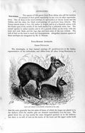 Old Antique Print Natural History 1894 Four-Horned Antelopes Female Male 19th