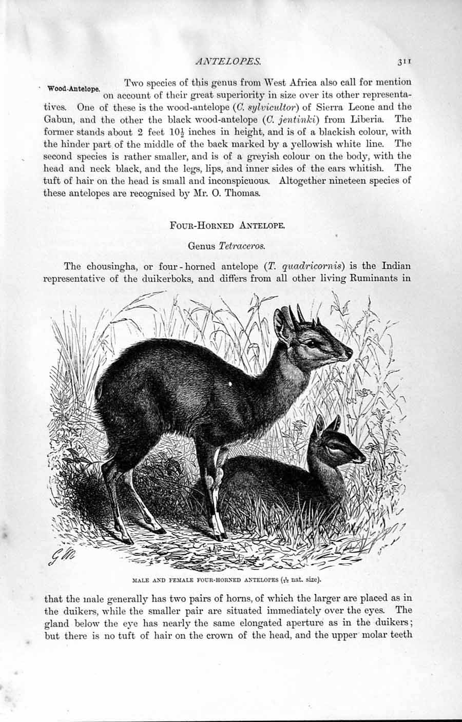 Old Antique Print Natural History 1894 Four-Horned Antelopes Female Male 19th