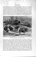 Original Old Antique Print Natural History 1894 White-Tailes Wildebeests Waggon
