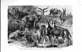 Old Antique Print Natural History 1894 African Antelopes Viz Korigum Tora 19th