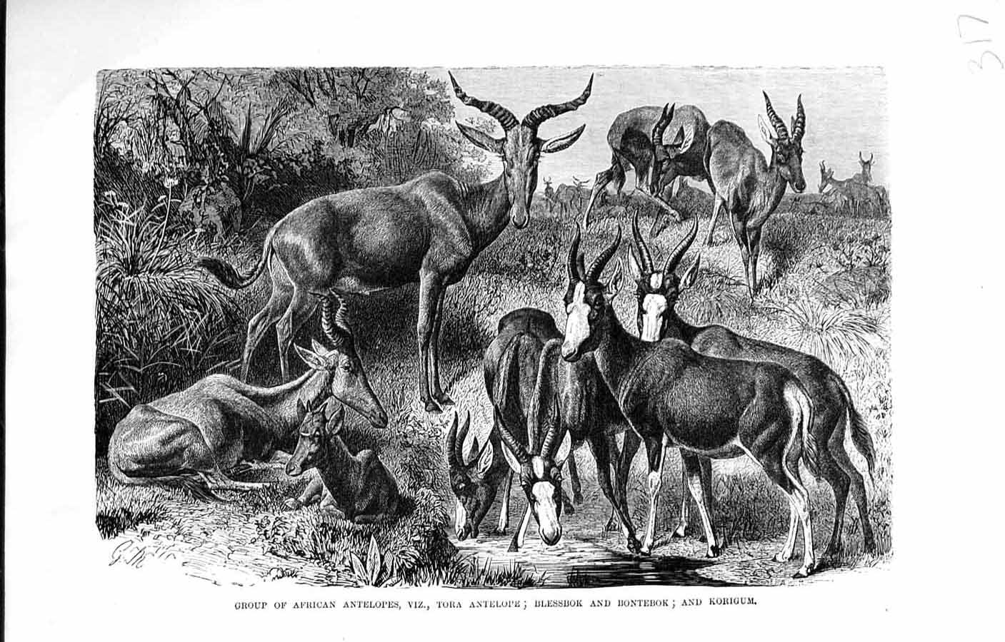 Old Antique Print Natural History 1894 African Antelopes Viz Korigum Tora 19th