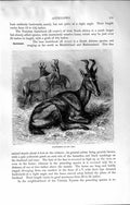 Original Old Antique Print Natural History 1894 Hartebeest Skull Horns Cooke