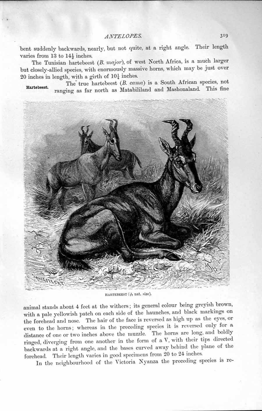 Original Old Antique Print Natural History 1894 Hartebeest Skull Horns Cooke