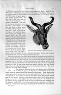 Original Old Antique Print Natural History 1894 Swayne Hartebeest Hunter Animal