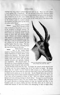 Original Old Antique Print Natural History 1894 Head Korigum Senegal Antelope