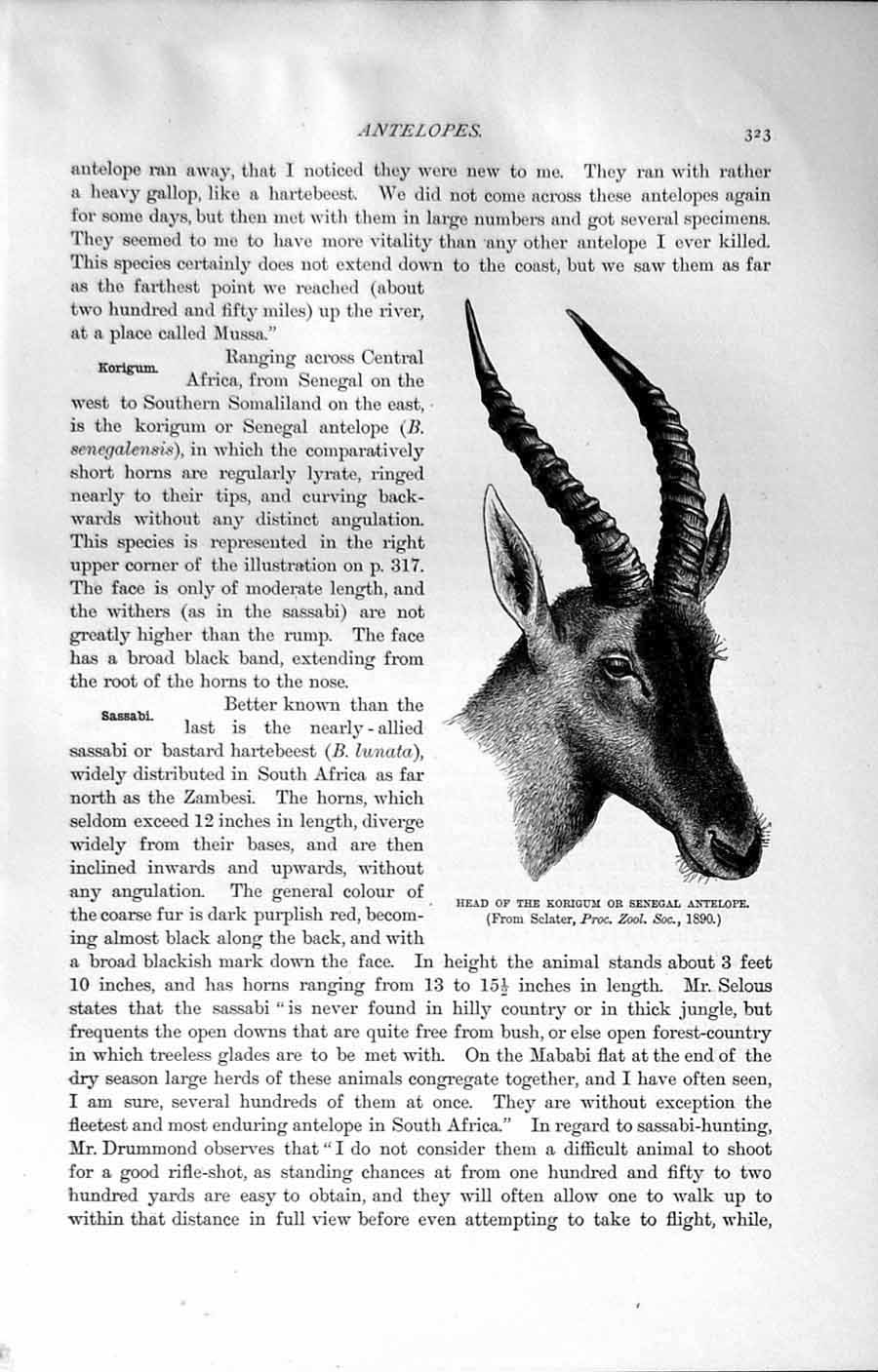 Original Old Antique Print Natural History 1894 Head Korigum Senegal Antelope