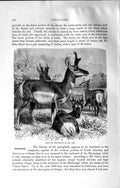 Original Old Antique Print Natural History 1894 Group Prongbuck Wild Animal