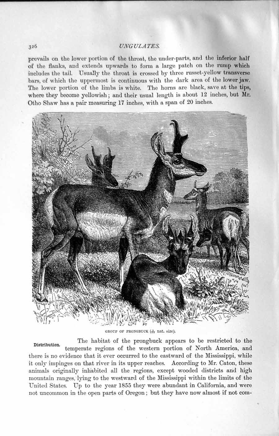 Original Old Antique Print Natural History 1894 Group Prongbuck Wild Animal
