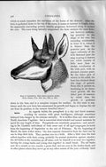 Original Old Antique Print Natural History 1894 Head Prongbuck Growing Horns