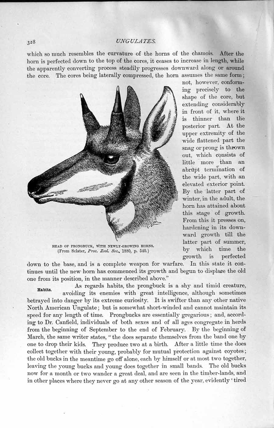 Original Old Antique Print Natural History 1894 Head Prongbuck Growing Horns