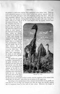 Original Old Antique Print Natural History 1894 Skeleton Giraffe Pool Ungulates