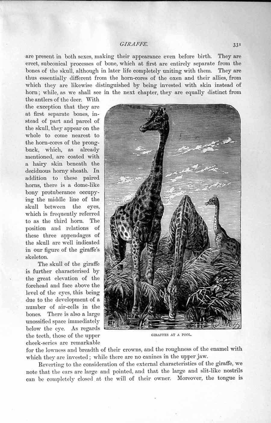 Original Old Antique Print Natural History 1894 Skeleton Giraffe Pool Ungulates