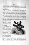 Original Old Antique Print Natural History 1894 Red Deer Antlers Velvet Asiatic