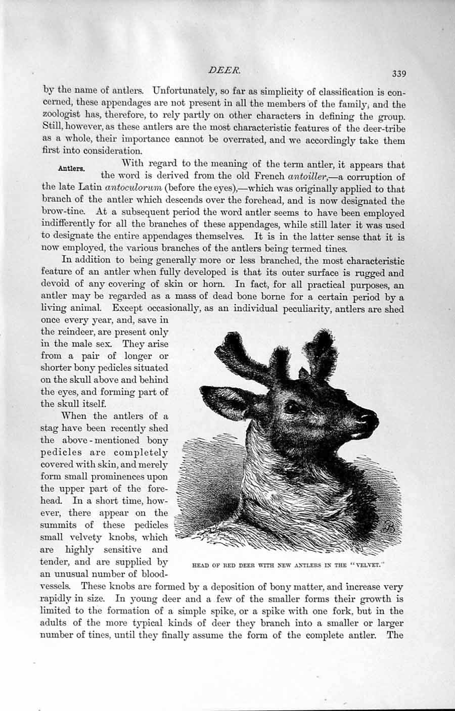 Original Old Antique Print Natural History 1894 Red Deer Antlers Velvet Asiatic