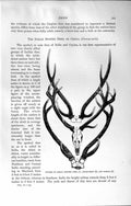 Old Antique Print Natural History 1894 Antlers Indian Spotted Deer Sambar 19th