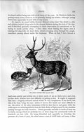 Original Old Antique Print Indian Spotted Deer Animal Natural History 1894 19th