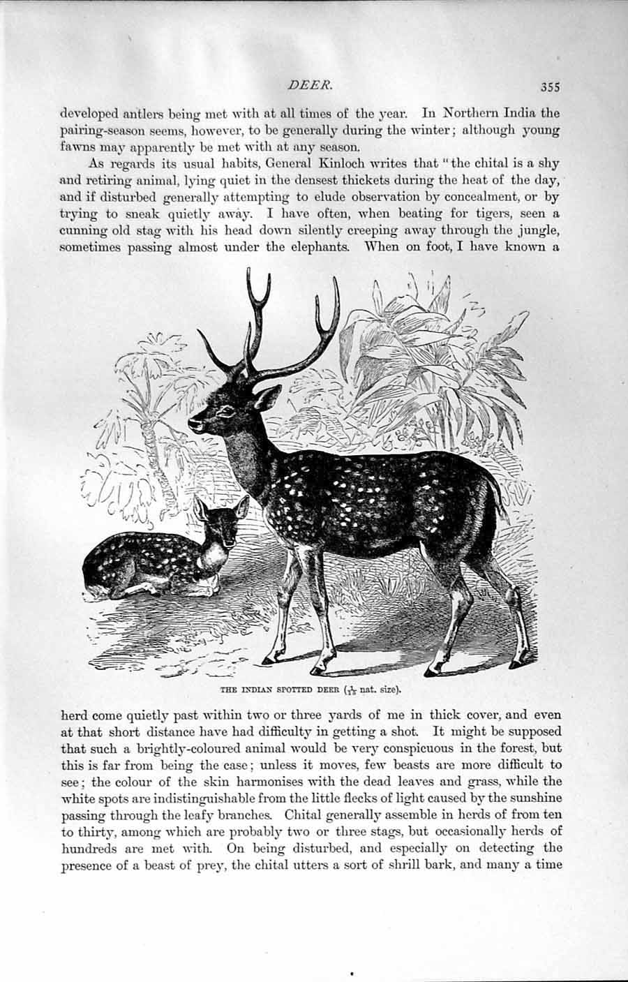 Original Old Antique Print Indian Spotted Deer Animal Natural History 1894 19th