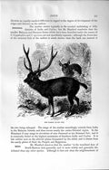 Original Old Antique Print Natural History 1894 Sambar Deer India Ceylon Animal