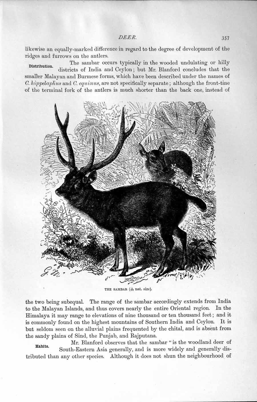 Original Old Antique Print Natural History 1894 Sambar Deer India Ceylon Animal