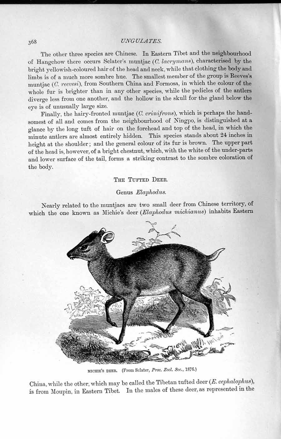 Original Old Antique Print Natural History 1894 Michie Deer Cephalophus Animal