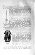 Original Old Antique Print Natural History 1894 Bones Foot Roebuck Reindeer