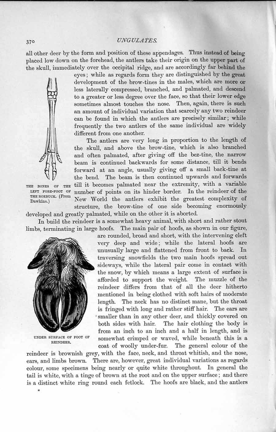 Original Old Antique Print Natural History 1894 Bones Foot Roebuck Reindeer