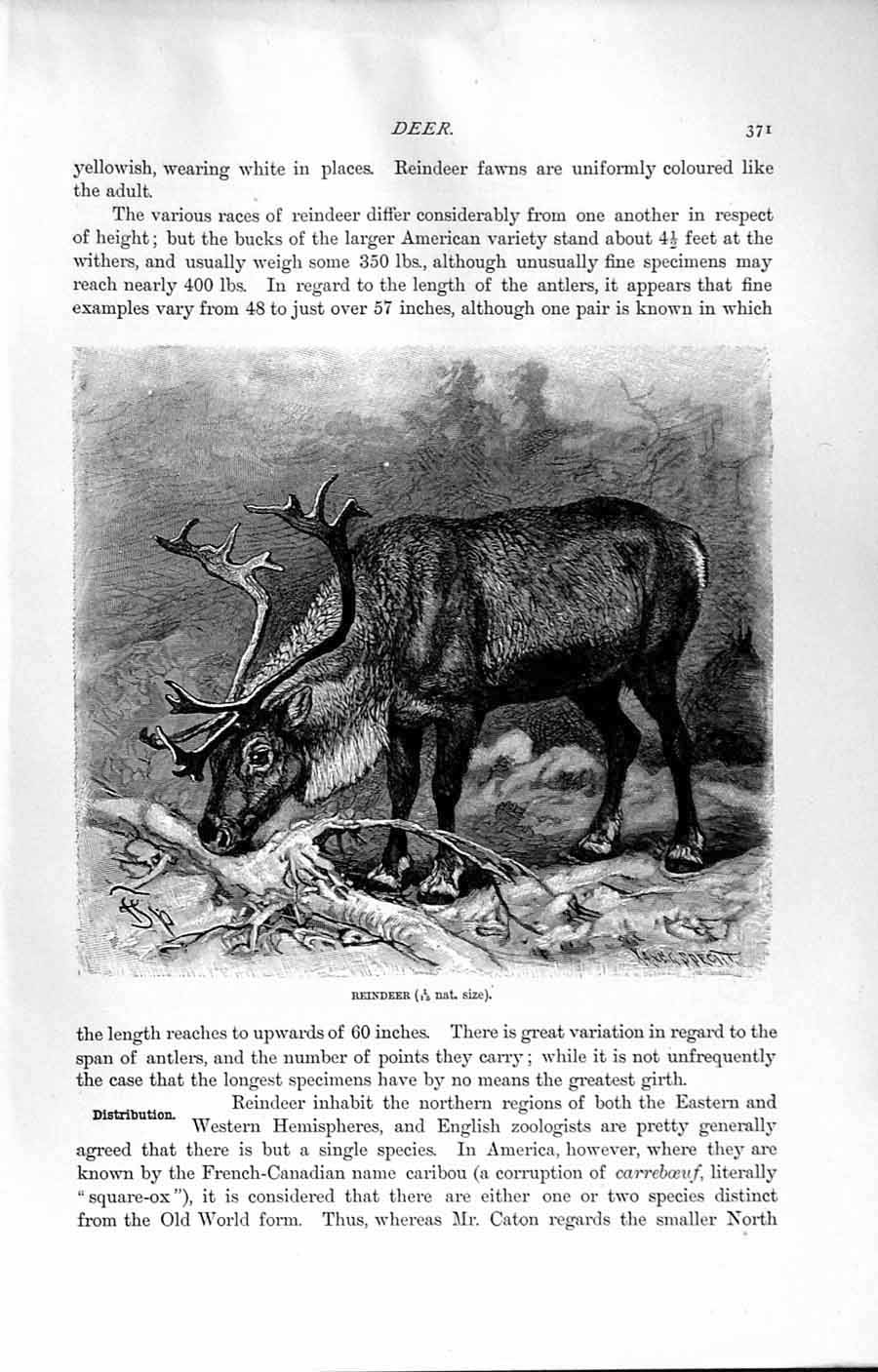 Original Old Antique Print Natural History 1894 Reindeer America Wild Animals