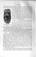 Original Old Antique Print Natural History 1894 Under Surface Foot Elk Animal