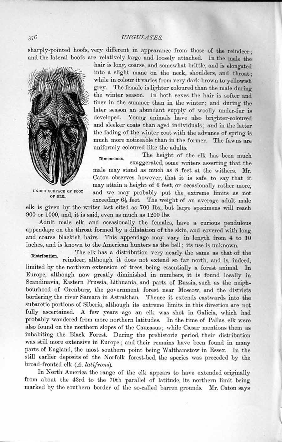 Original Old Antique Print Natural History 1894 Under Surface Foot Elk Animal